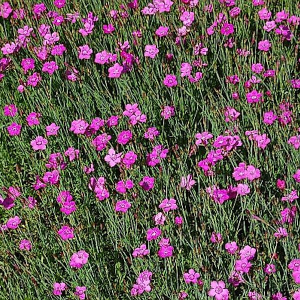 Heidennelke Roseus - Dianthus deltoides günstig online kaufen