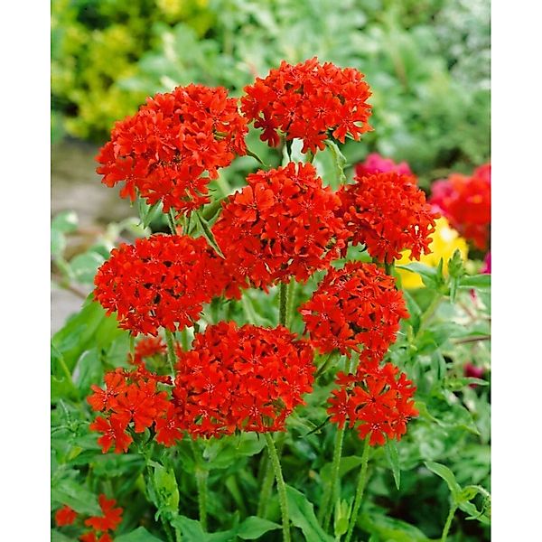 Lychnis Chalcedonica Brennende Liebe Ca. 9x9 cm Topf günstig online kaufen