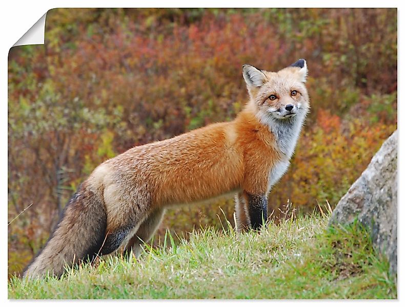 Artland Wandbild "Fuchs I", Wildtiere, (1 St.), als Leinwandbild, Poster in günstig online kaufen