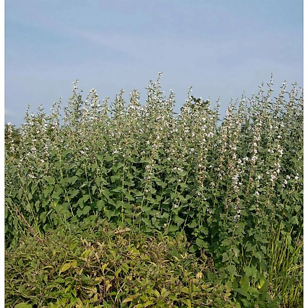 Hanfblättriger Eibisch - Althaea cannabina günstig online kaufen