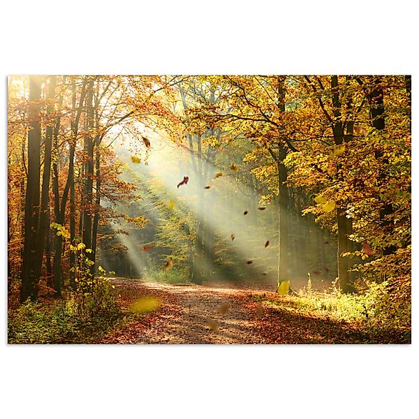 MuchoWow Poster Wald - Bäume - günstig online kaufen