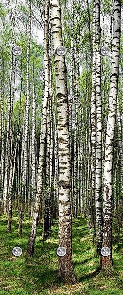 queence Wandgarderobe Birke - Garderobe aus hochwertigem Acrylglas Bäume, W günstig online kaufen