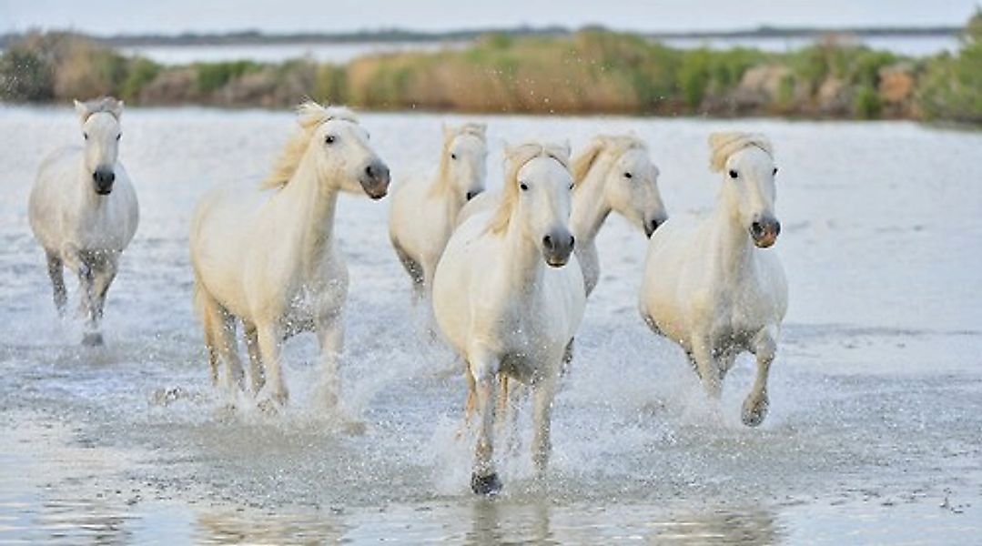 Papermoon Fototapete »Pferde im Wasser« günstig online kaufen