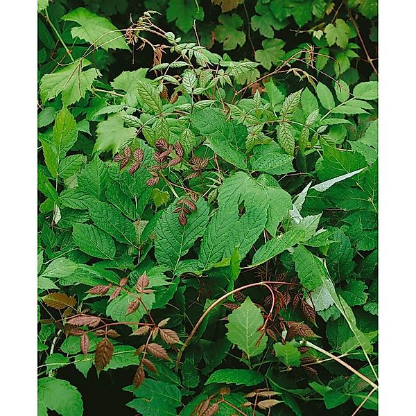 Ampelopsis Megalophylla 60–100 cm Dekoratives Laub günstig online kaufen