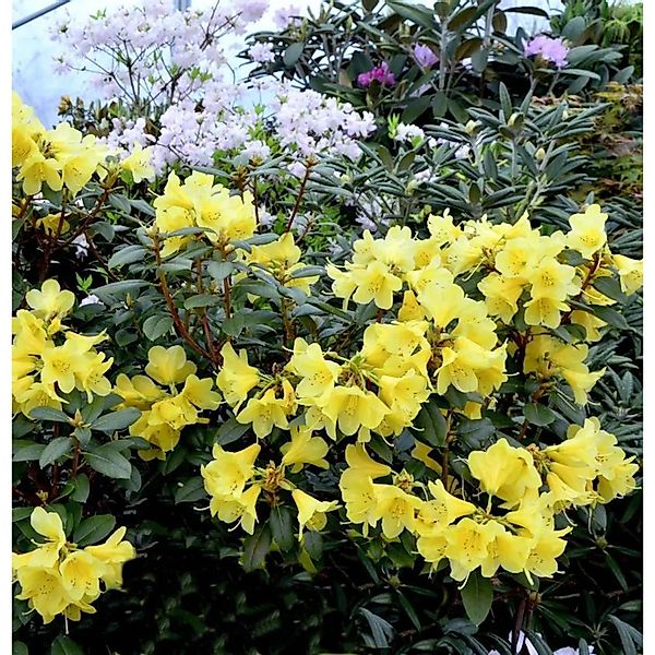 Glockenblütige Rhododendron Cormely 30-40cm - Rhododendron concatenans günstig online kaufen