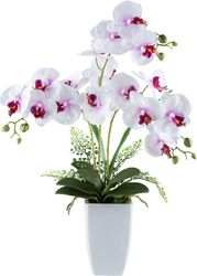 Kunstorchidee Orchidee Phalaenopsis, Creativ green, Höhe günstig online kaufen