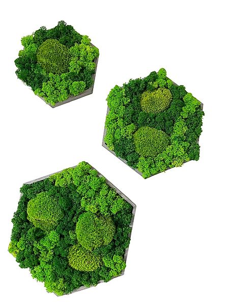 Gedankenwunder Manufaktur Wandbild Moosbild Kombi Islandmoos günstig online kaufen
