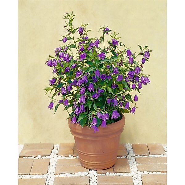 Campanula Punctata Marienglockenblume Ca. 11x11 cm Topf günstig online kaufen