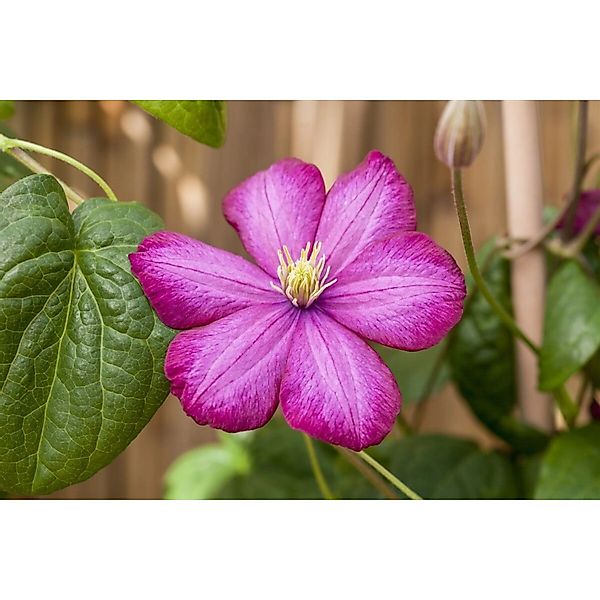 Clematis Hybride Ville De Lyon Waldrebe Karminrot 80–100 cm günstig online kaufen