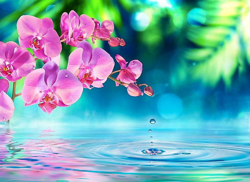 Papermoon Fototapete "Zen Orchid and Droplets" glatt günstig online kaufen