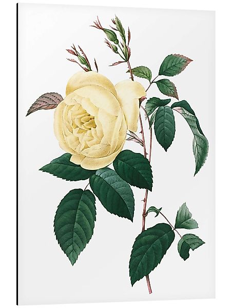 Posterlounge Wandbild Rosa indica, Pierre Joseph günstig online kaufen