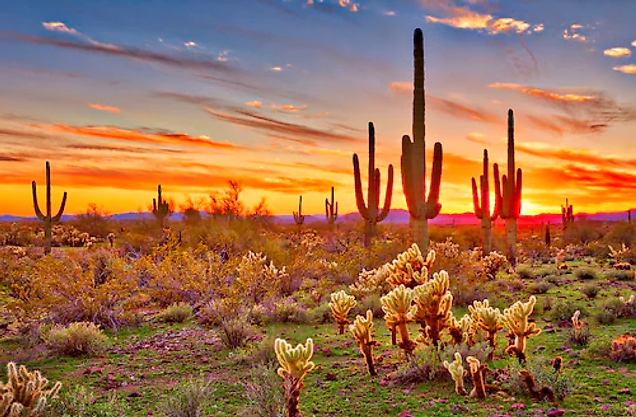 Papermoon Fototapete »Saguaros Sunset Phoenix« glatt günstig online kaufen