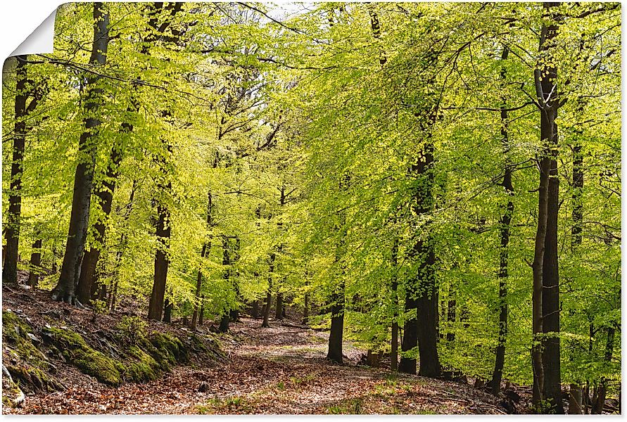 Artland Wandbild "Die Buchen im Frühling", Wald, (1 St.), als Alubild, Outd günstig online kaufen