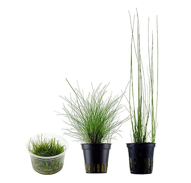 Aquaone Wasserpflanze Gräser Set mit 3 Gras Pflanzen Aquariumpflanzen Set N günstig online kaufen