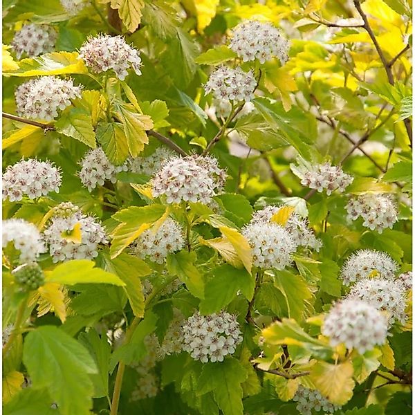 Hochstamm Blasenspiere Darts Gold 80-100cm - Physocarpus opulifolius günstig online kaufen