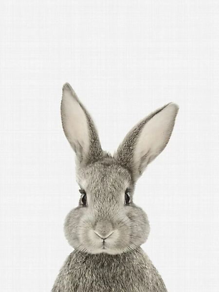 Poster / Leinwandbild - Rabbit günstig online kaufen