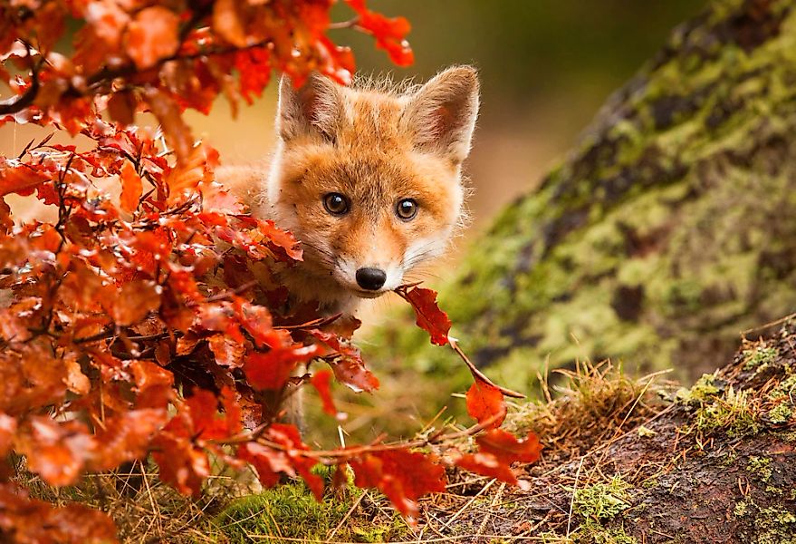 Papermoon Fototapete "Photo-Art ROBERT ADAMEC, FUCHS" günstig online kaufen
