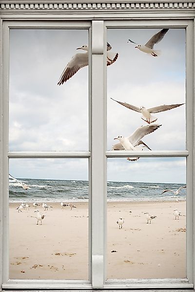 queence Leinwandbild »Möwen«, Meer-Natur-Vögel-Fensterblick, (1 St.), Premi günstig online kaufen