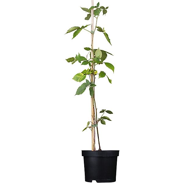 GROW by OBI Bio Brombeere Chester Thornless Schwarz Topf ca.2 l Rubus günstig online kaufen