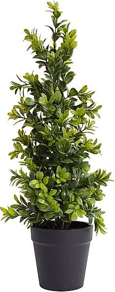 Künstliche Zimmerpflanze Buchsbaum im Topf Buchs, Botanic-Haus, Höhe 42 cm günstig online kaufen