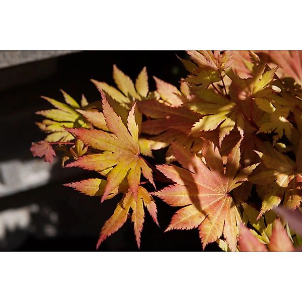 Acer Palmatum Autumn Moon Japanischer Ahorn Gelb-Orange 80–100 cm günstig online kaufen