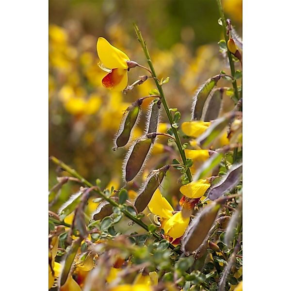 Cytisus Scoparius Besenginster Andreanus Splendens 60-80 cm günstig online kaufen