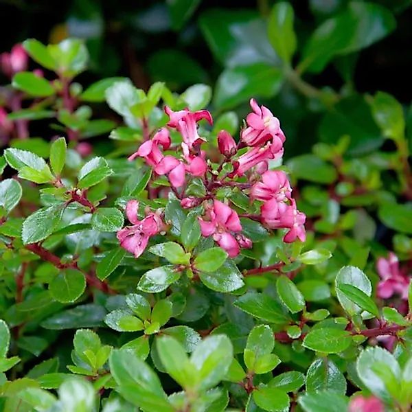 Andenstrauch Red Dream 25-30cm - Escallonia günstig online kaufen