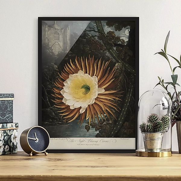 Bild mit Rahmen Blumen - Hochformat Botanik Vintage Illustration Kaktusblüt günstig online kaufen