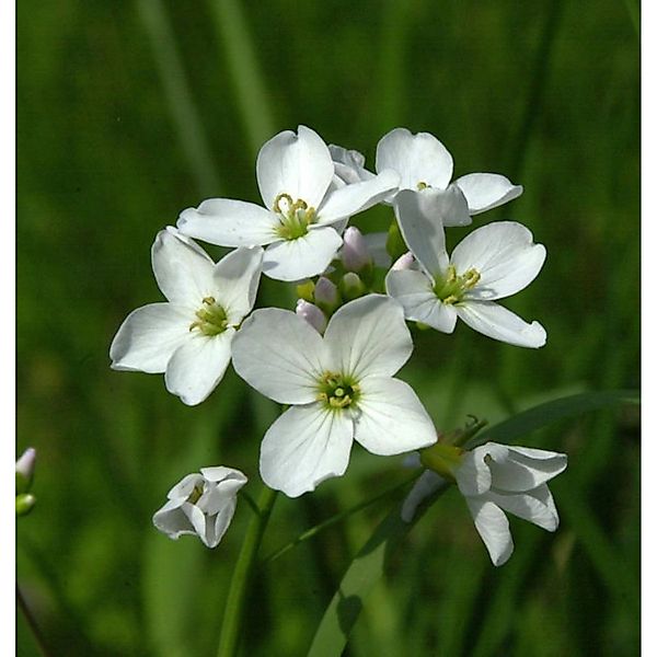 Kleeblättriges Schaumkraut - Cardamine trifolia günstig online kaufen