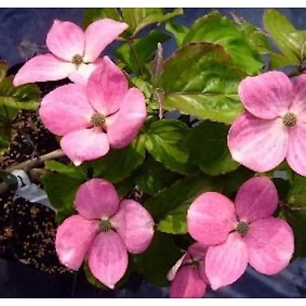 Japanischer Blumen Hartriegel Radiant Rose 60-80cm - Cornus kousa günstig online kaufen