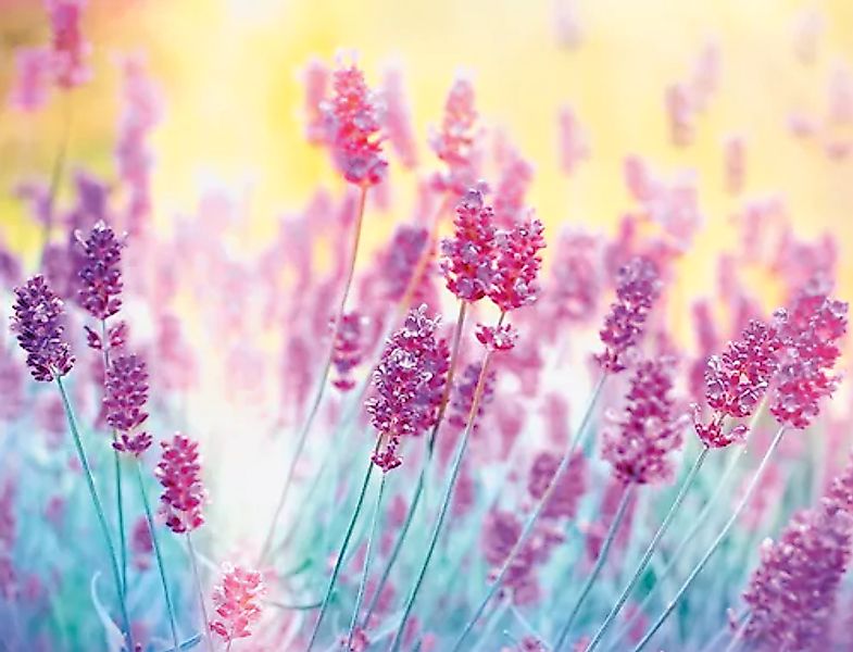 Papermoon Fototapete »Lavender Flower« glatt günstig online kaufen