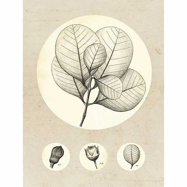 Komar Wandbild Transparent Leaf 30 x 40 cm günstig online kaufen