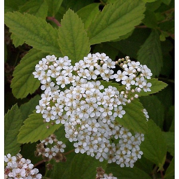 Zwergspiere Shirobana 30-40cm - Spiraea japonica günstig online kaufen