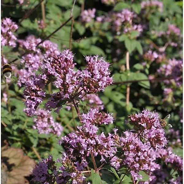 Oregano Purple Charm - Origanum,aevigatum günstig online kaufen