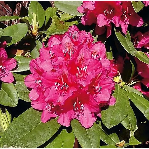 Großblumige Rhododendron Dr.H.C.Dresselhuys 25-30cm - Alpenrose günstig online kaufen