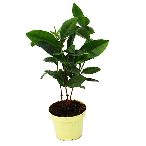 Exotenherz Echte Tee-Pflanze Camelia sinensis günstig online kaufen