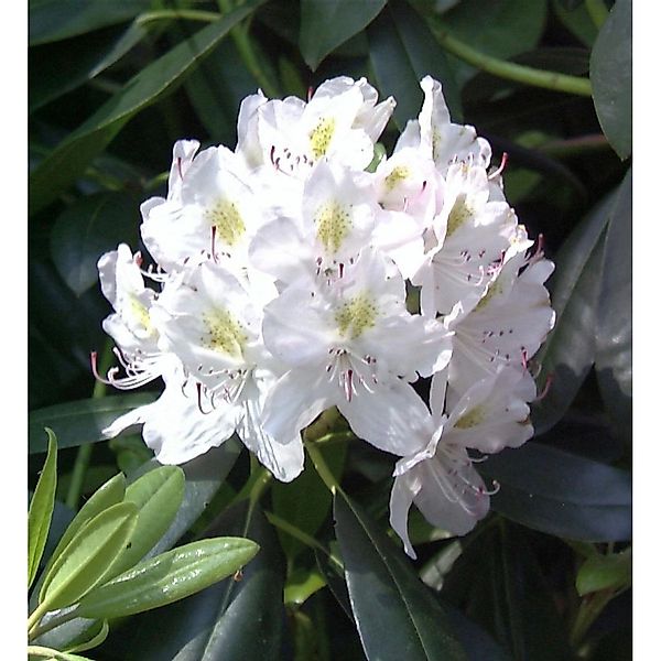 Großblumige Rhododendron Catawbiense Alba 30-40cm - Alpenrose günstig online kaufen