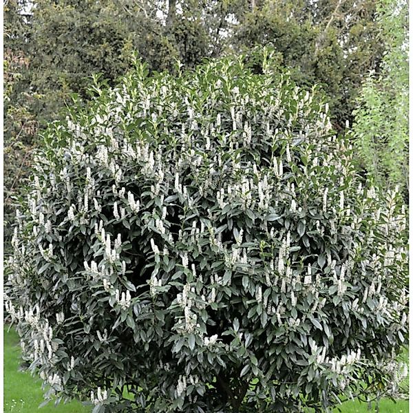 Kirschlorbeer Reynvaanii 100-125cm - Prunus laurocerasus günstig online kaufen