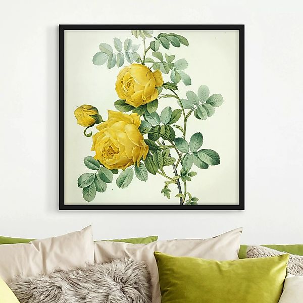 Bild mit Rahmen Blumen - Quadrat Pierre Joseph Redouté - Rosa Sulfurea günstig online kaufen