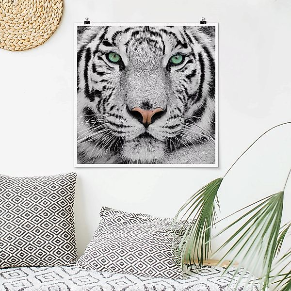 Poster Tiere - Quadrat Weißer Tiger günstig online kaufen