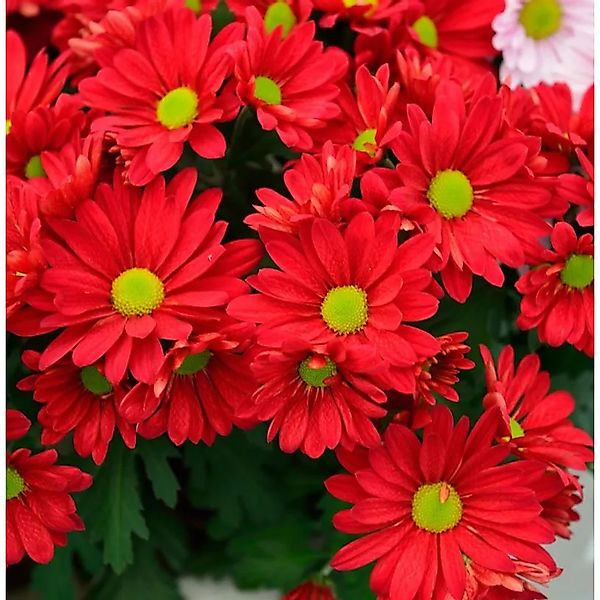 Herbstaster Duchess of Edinburgh - Chrysanthemum zawadskii günstig online kaufen