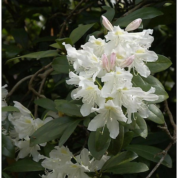 Großblumige Rhododendron Cunningham White 40-50cm - Alpenrose günstig online kaufen
