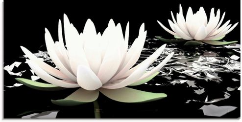 Artland Glasbild "Zwei Lotusblumen auf dem Wasser" 1 Stk. tlg. in verschied günstig online kaufen