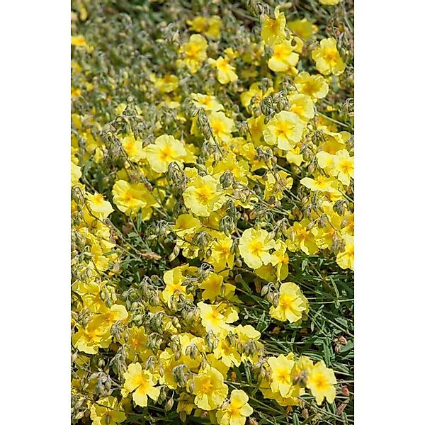 Helianthemum X Cult. Cornish Cream Sonnenröschen Ca. 9x9 cm Topf günstig online kaufen