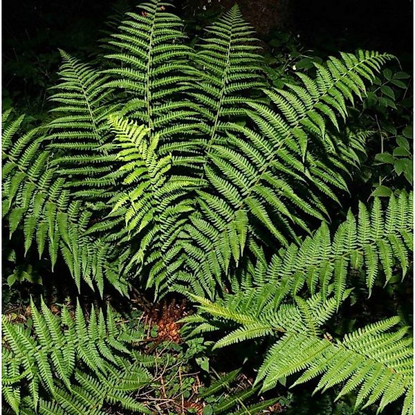 Echter Wurmfarn - großer Topf - Dryopteris filix mas günstig online kaufen