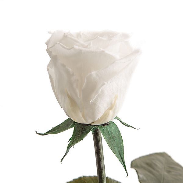 Kunstblume Ewige Rose konserviert mit Stiel echte haltbare Blume Rose, ROSE günstig online kaufen