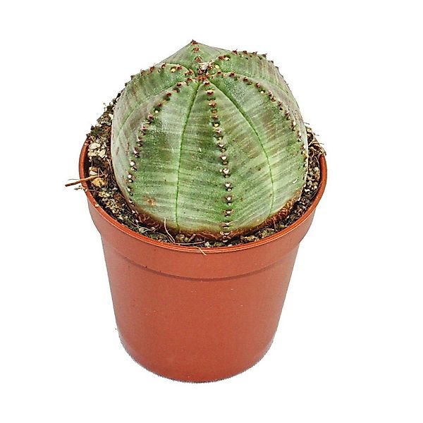 Exotenherz Zimmerpflanze Euphorbia obesa - Baseball-Euphorbie - Sukkulente günstig online kaufen