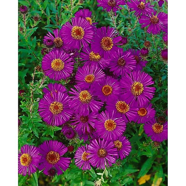 Pflanzen für Dich Staude Aster novae-ang. Andenken an P.Gerber, 1 St., Raub günstig online kaufen