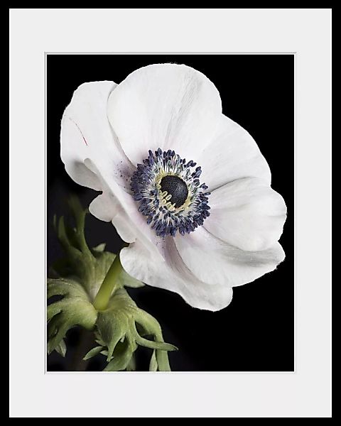 queence Bild »Leslie«, (1 St.), HD Premium Poster-Druck inkl. Holzrahmen günstig online kaufen