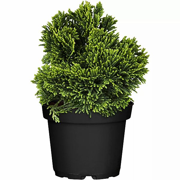 GROW by OBI Muschelzypresse Nana Gracilis Höhe ca. 10 - 20 cm Topf ca. 2 l günstig online kaufen